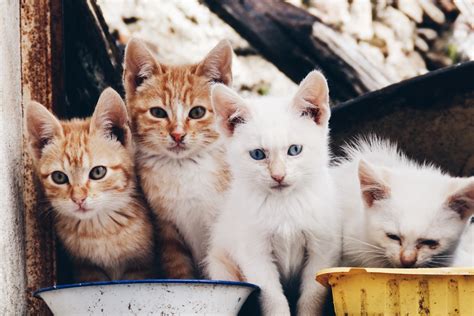 cat stock image|1,881,400+ Cats Stock Photos, Pictures & Royalty .